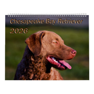 Chesapeake Bay Retriever 2026 Calendar カレンダー