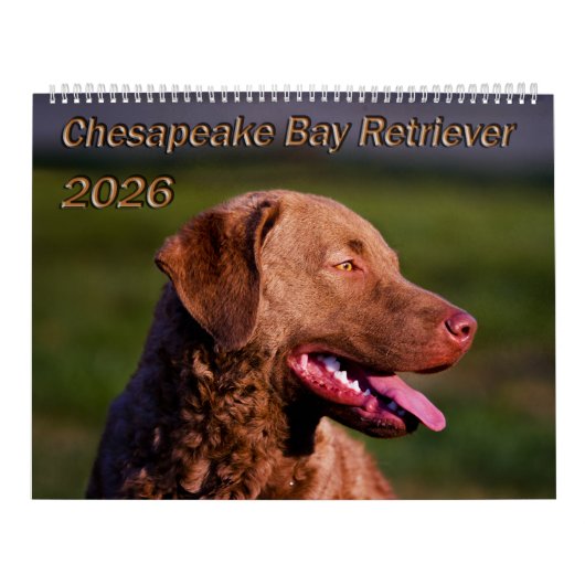 Chesapeake Bay Retriever 2026 Calendar カレンダー (カバー)