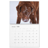 Chesapeake Bay Retriever 2026 Calendar カレンダー (1月 2026)