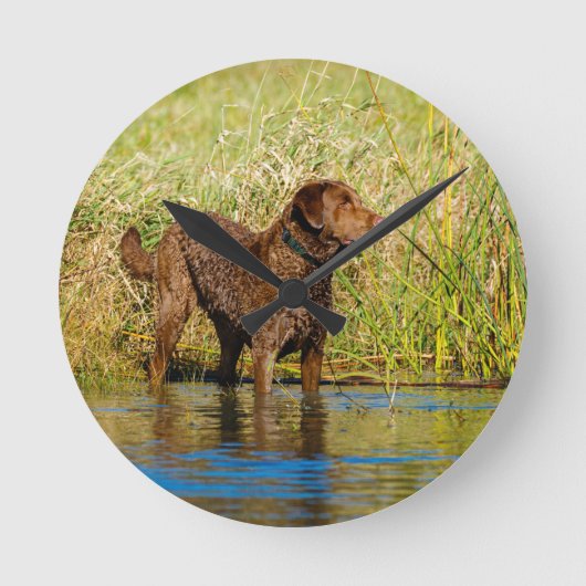 Chesapeake Bay Retriever Hunting Dog Wall Clock ラウンド壁時計 (正面)