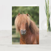 Chestnut Shetland Pony Stallion headshot カード (正面)