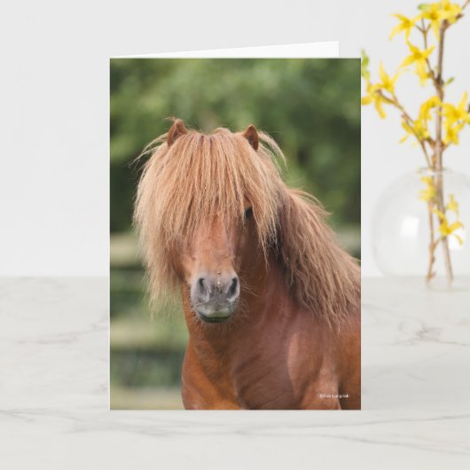 Chestnut Shetland Pony Stallion headshot カード (黄色い花)