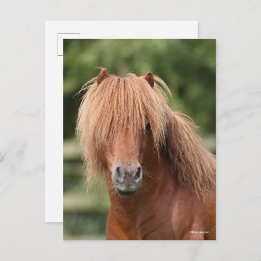 Chestnut Shetland Pony Stallion headshot ポストカード (正面/裏面)