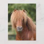 Chestnut Shetland Pony Stallion headshot ポストカード (正面)