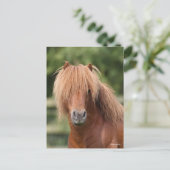 Chestnut Shetland Pony Stallion headshot ポストカード (スタンド正面)