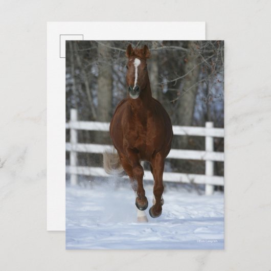 Chestnut Trakehner Stallion In The Snow ポストカード (正面/裏面)