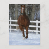 Chestnut Trakehner Stallion In The Snow ポストカード (正面)