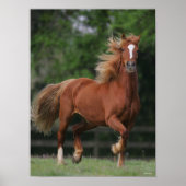 Chestnut Welsh Pony Mane and Tail Flowing ポスター (正面)