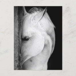 Cheval noir et blanc ポストカード