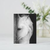 Cheval noir et blanc ポストカード (スタンド正面)