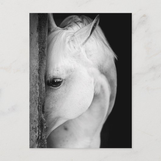 Cheval noir et blanc ポストカード (正面)