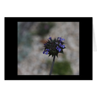 Chiaの砂漠の野生の花Borrego Springsカリフォルニア