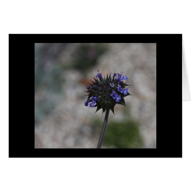 Chiaの砂漠の野生の花Borrego Springsカリフォルニア (正面横)