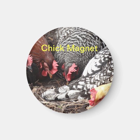 Chick Magnet -カラフル鶏のグループ マグネット (正面)