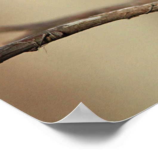 Chickadee ポスター (角)