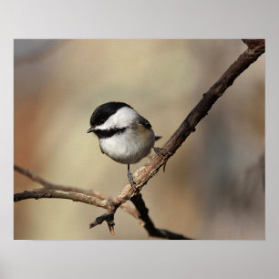 Chickadee ポスター