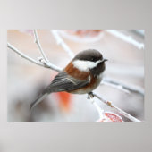 Chickadee in Winter ポスター (正面)