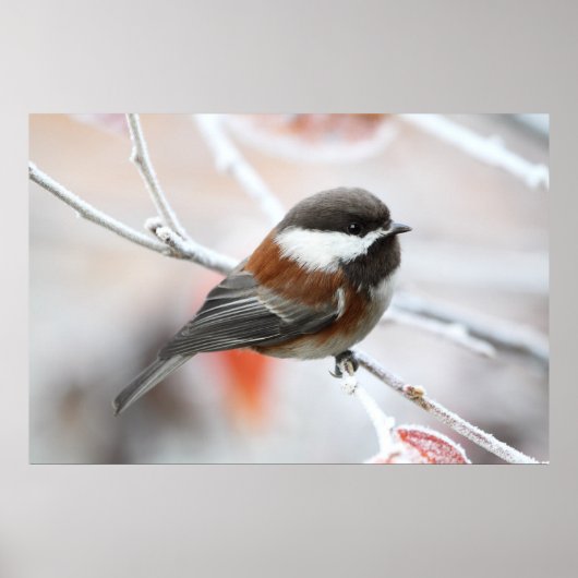 Chickadee in Winter ポスター (正面)
