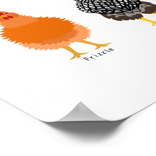 chicken breeds chart ポスター (角)