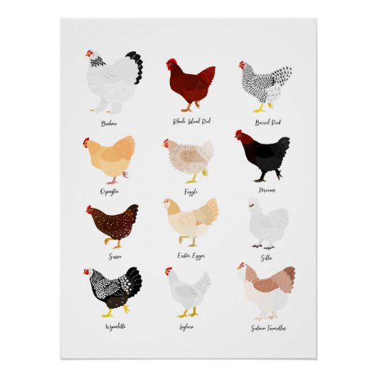 chicken breeds chart ポスター (正面)