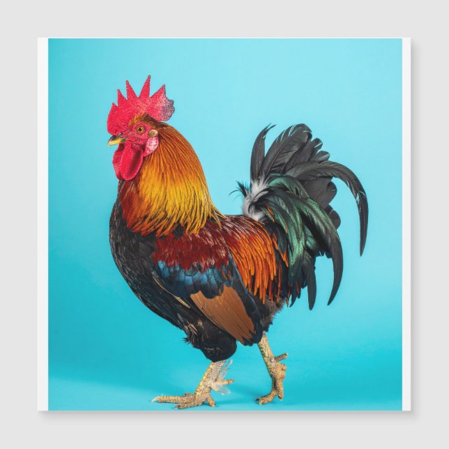 chicken magnetic card (正面)