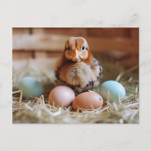 Chicken Next to Easter Nest with Colorful Eggs ポストカード (正面)