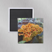 Chicken of the Woods Makroomの写真 マグネット