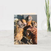 Chickens Gathering Close-Up Photograph カード (正面)