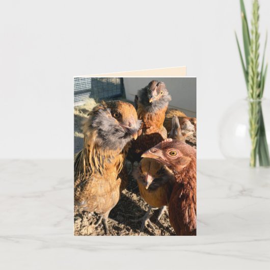 Chickens Gathering Close-Up Photograph カード (正面)