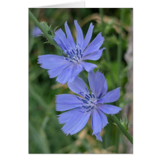 Chicory Note Card