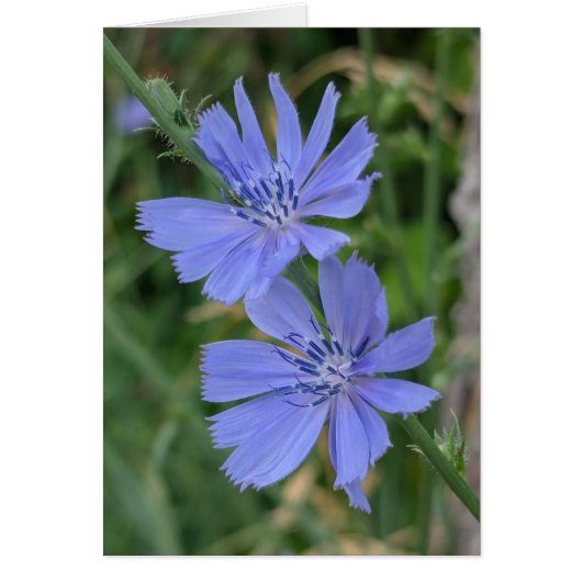 Chicory Note Card (正面)