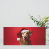 Chien drôle sur fond rouge (スタンド正面)