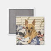 ChihuahuaまたはYour Photo Magnet マグネット (正面/裏面)