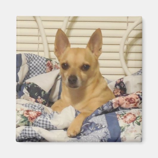 ChihuahuaまたはYour Photo Magnet マグネット (正面)