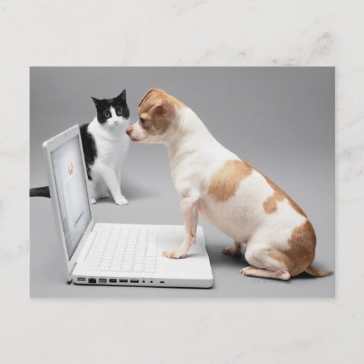 Chihuahuaノートパソコンの画面を見て ポストカード (正面)