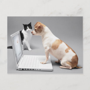 Chihuahuaノートパソコンの画面を見て ポストカード