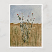 Chihuahua Desert Ocotillo Postcard ポストカード (正面)