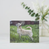 chihuahua full.png ポストカード (スタンド正面)