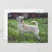 chihuahua full.png ポストカード (正面/裏面)