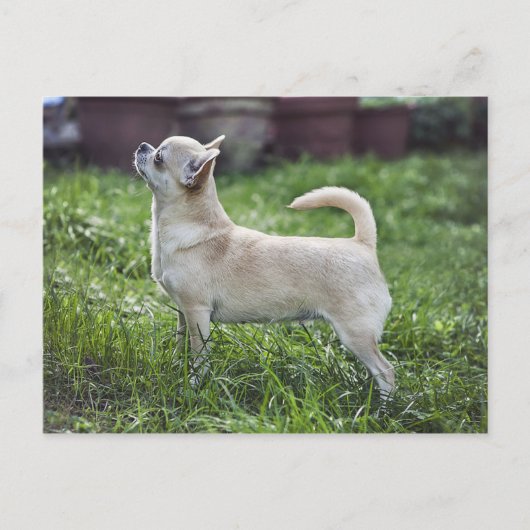 chihuahua full.png ポストカード (正面)
