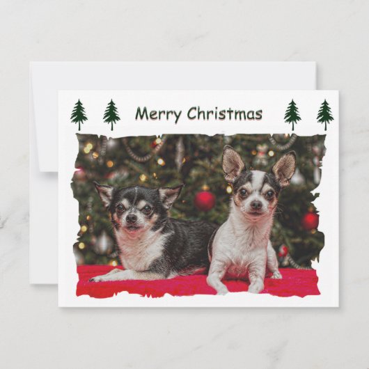Chihuahua Holiday Postcard シーズンカード (正面)