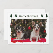 Chihuahua Holiday Postcard シーズンカード (正面/裏面)