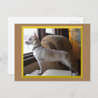 Chihuahua In The Office Postcard ポストカード