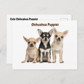 Chihuahua Puppies写真のためのポーズ ポストカード (正面/裏面)