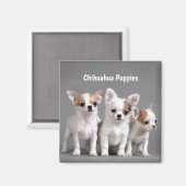 Chihuahua Puppies写真のためのポーズ マグネット (正面/裏面)