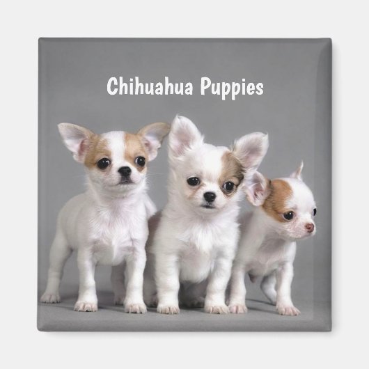 Chihuahua Puppies写真のためのポーズ マグネット (正面)