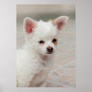 Chihuahua puppy in a garden ポスター