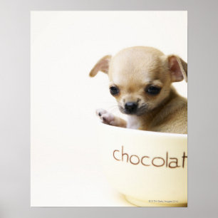 Chihuahua puppy in bowl (cropped) ポスター