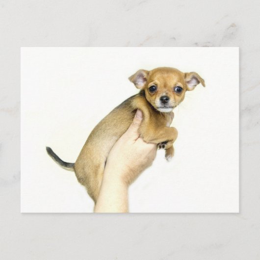 Chihuahua Puppy Postcard ポストカード (正面)
