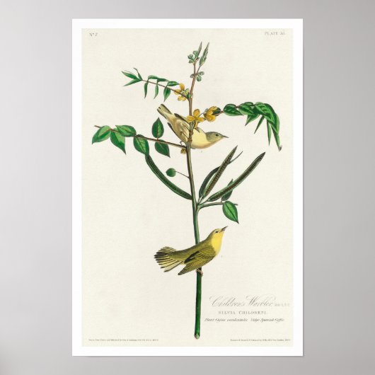 Children's Warbler by Audubon Poster ポスター (正面)